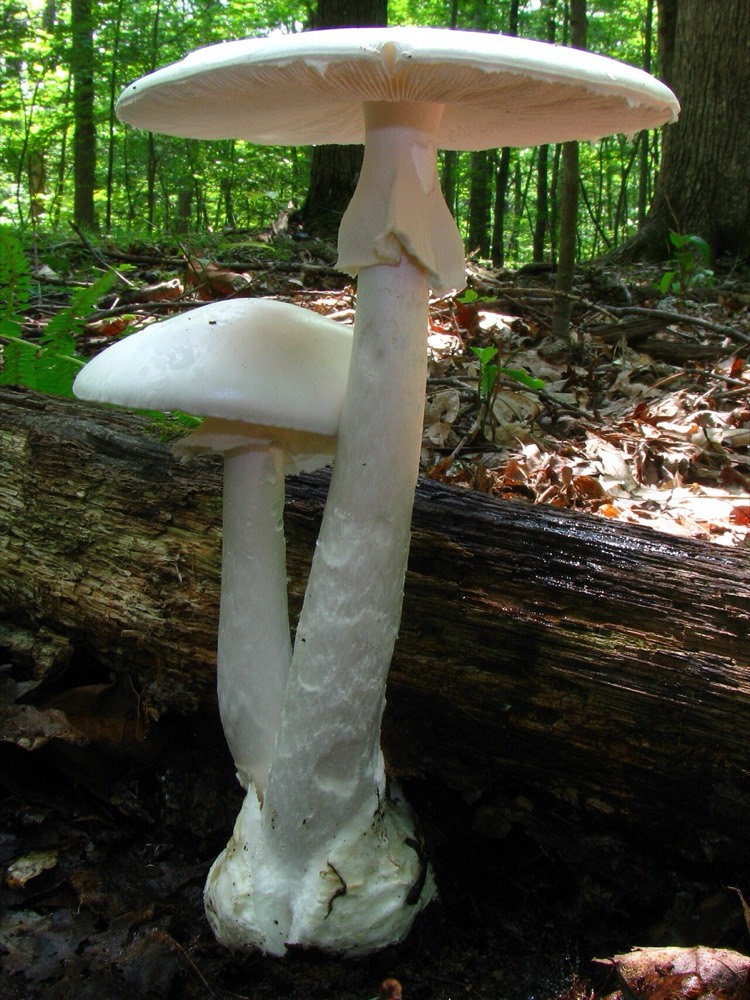Eastern destroying angel (Amanita bisporigera): How to Recognise It