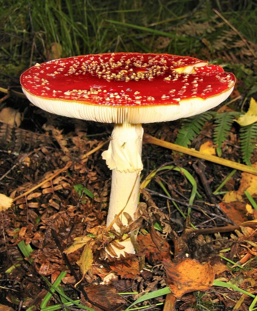 Fly agaric (Amanita muscaria): How to Recognise It