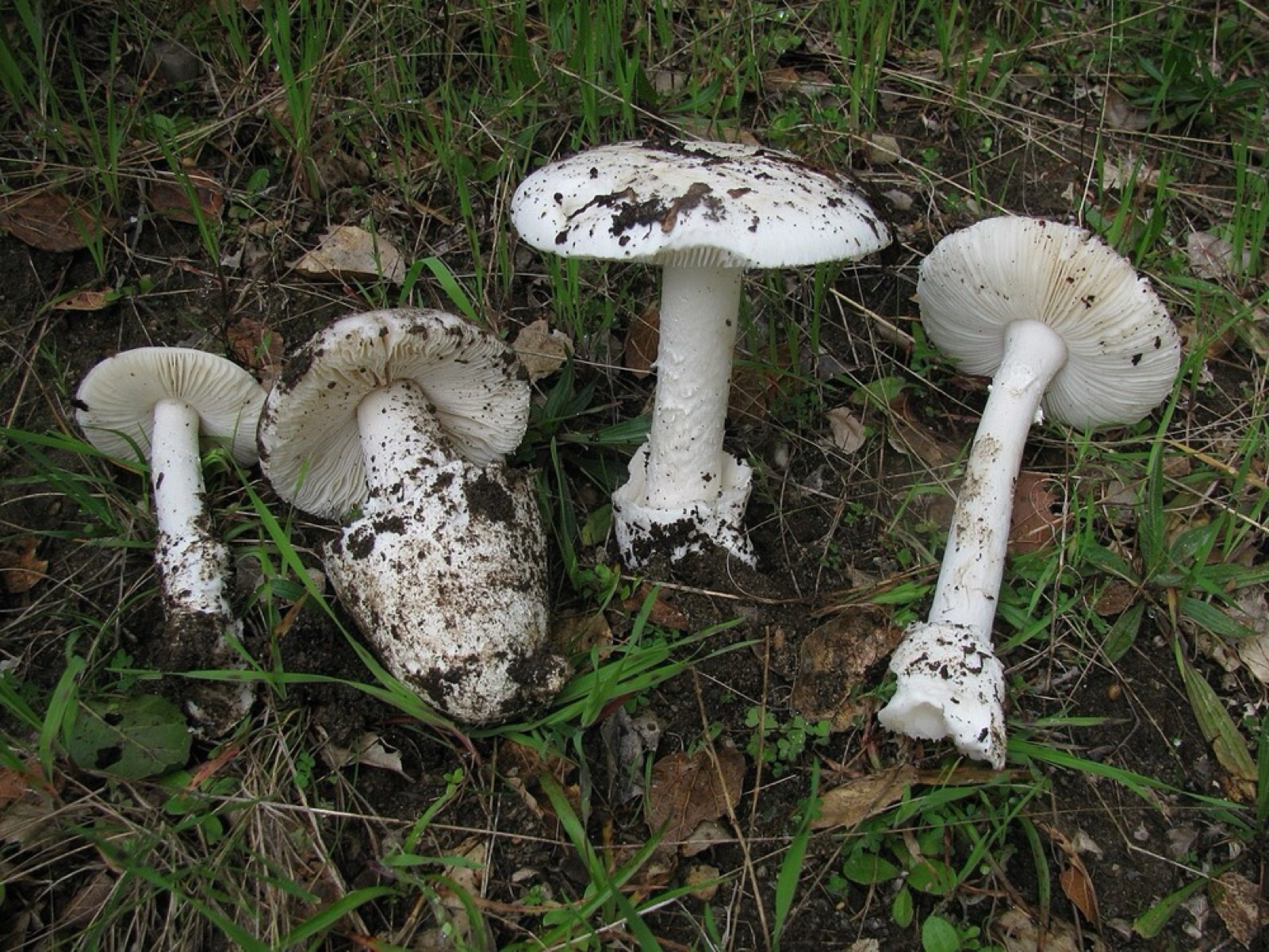 Western destroying angel (Amanita ocreata): How to Recognise It