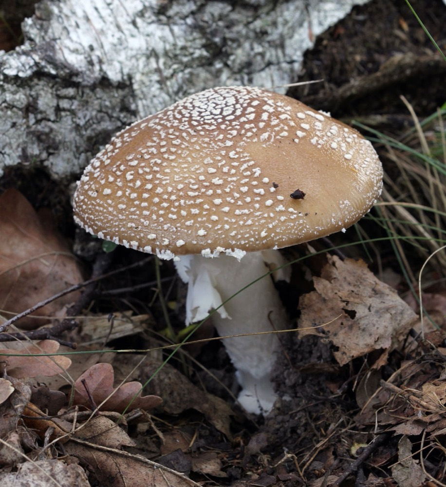 Panther cap (Amanita pantherina): How to Recognise It