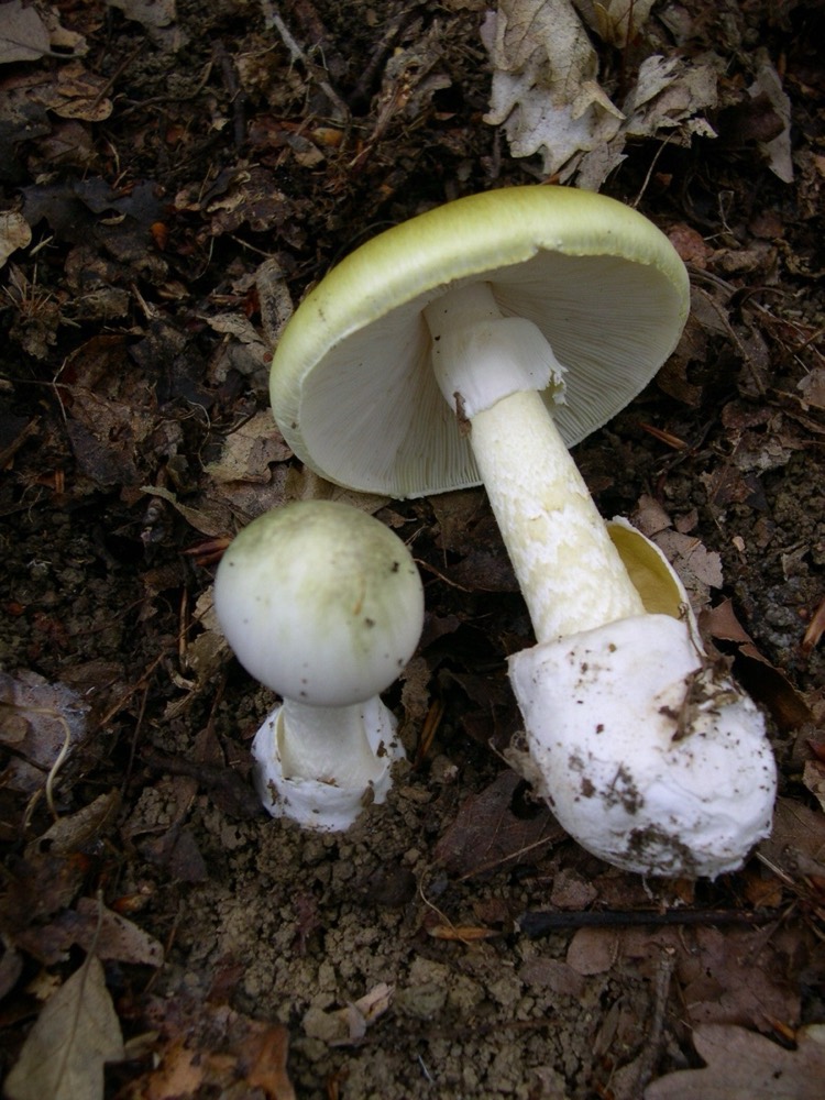 Death cap (Amanita phalloides): How to Recognise It