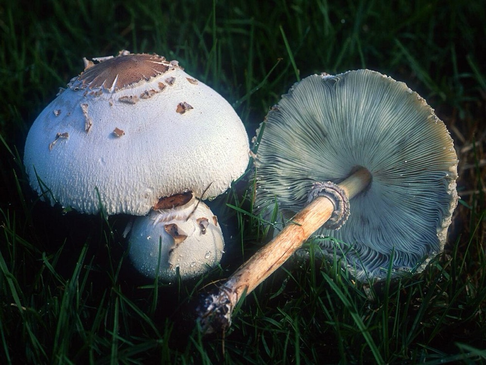 Green-spored parasol (Chlorophyllum molybdites): How to Recognise It
