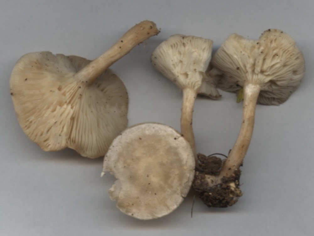 Ivory funnel (Clitocybe dealbata): How to Recognise It