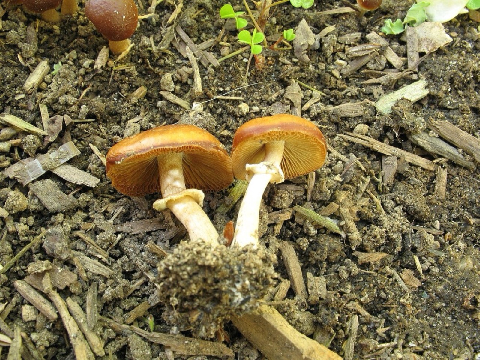 Fool's conecap (Conocybe filaris): How to Recognise It