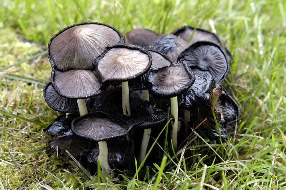 Common ink cap (Coprinopsis atramentaria): How to Recognise It