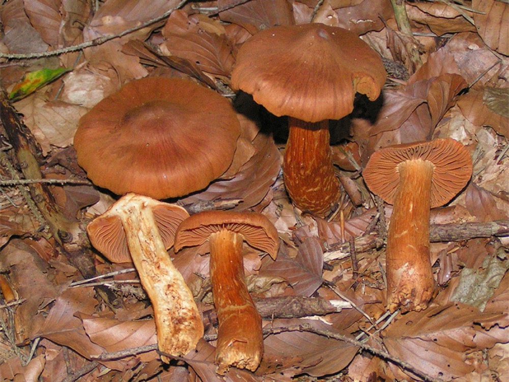 Deadly webcap (Cortinarius rubellus): How to Recognise It