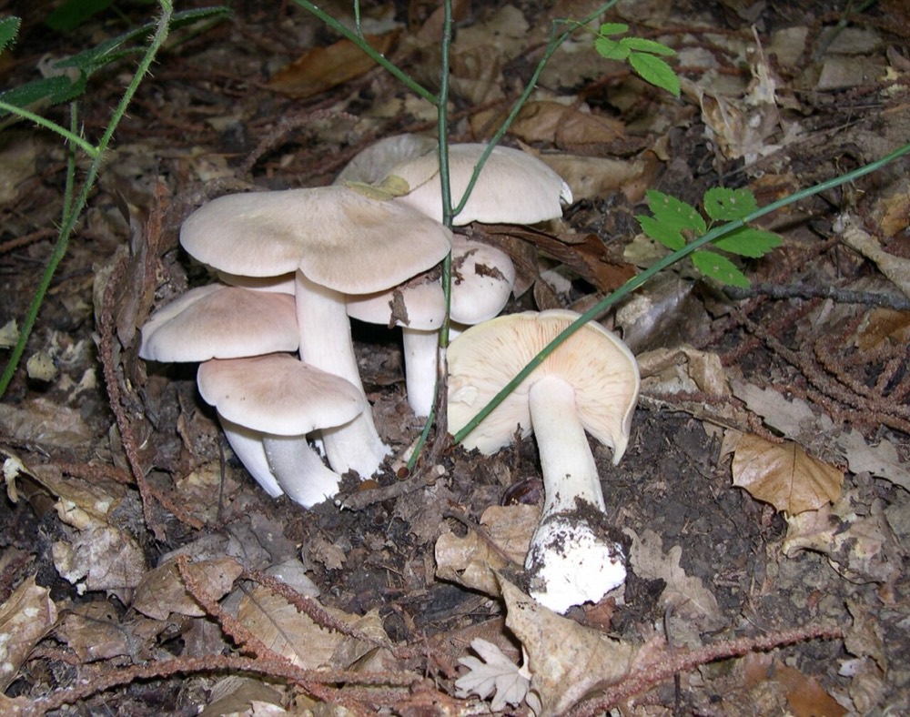 Livid pinkgill (Entoloma sinuatum): How to Recognise It