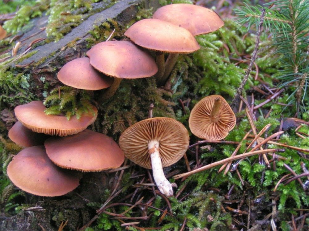 Deadly galerina (Galerina marginata): How to Recognise It