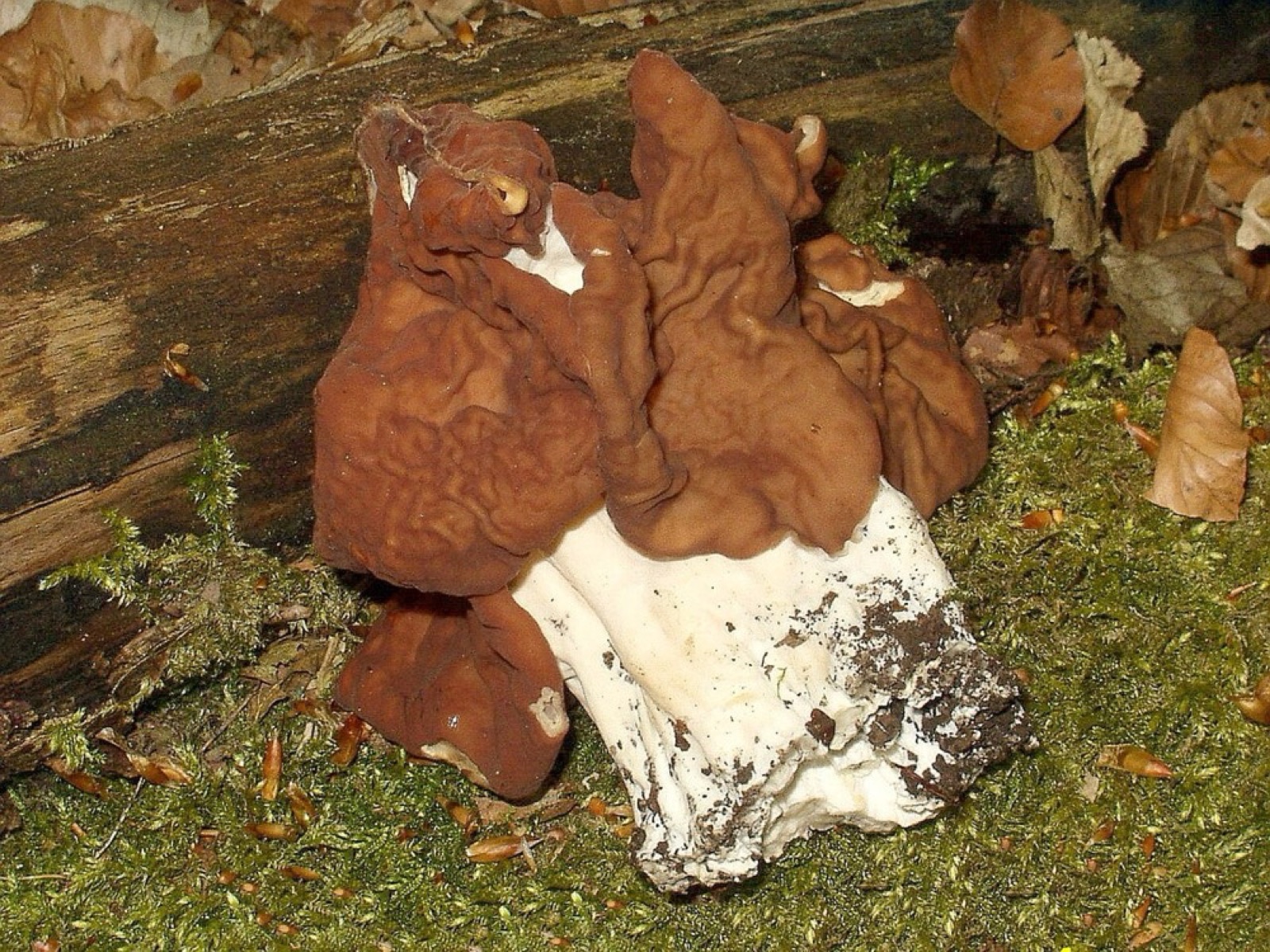 False morel (Gyromitra esculenta): How to Recognise It