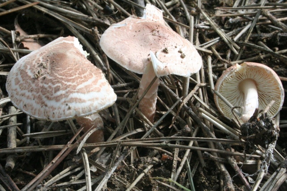 Deadly Lepiota (Lepiota brunneoincarnata): How to Recognise It