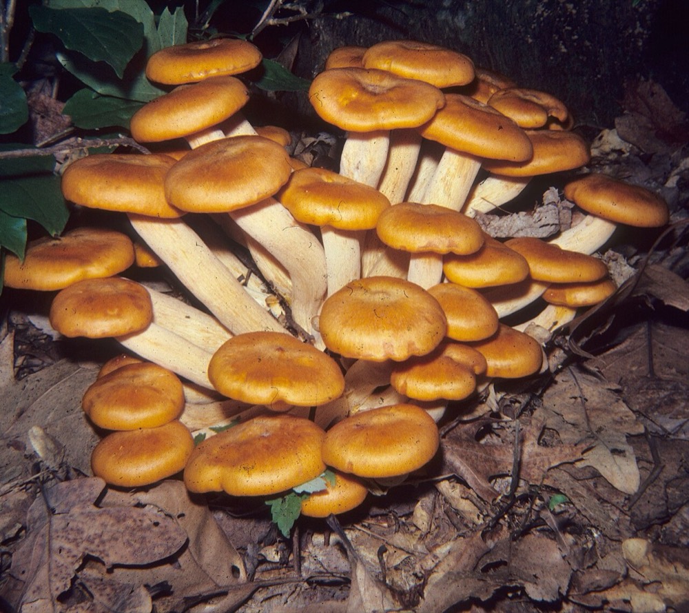 Eastern jack-o'-lantern mushroom (Omphalotus illudens): How to Recognise It