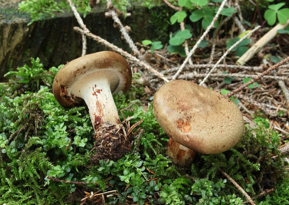 Brown roll-rim (Paxillus involutus): How to Recognise It